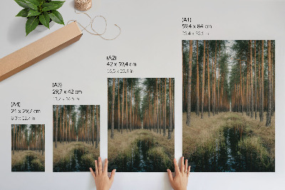 Poster Einfache Waldlandschaft, hoher Wald, Symmetrie