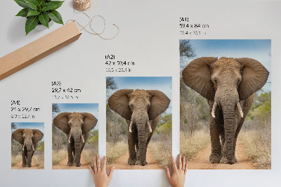Kunstdruck leinwand Elefant auf einem Pfad in einer afrikanischen Landschaft