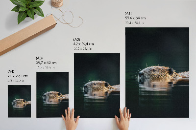 Kunstdruck leinwand Biber im Wasser, friedliche Natur, Wildnis
