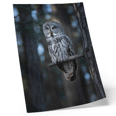 Wandposter Dunkle Waldeule im Rampenlicht