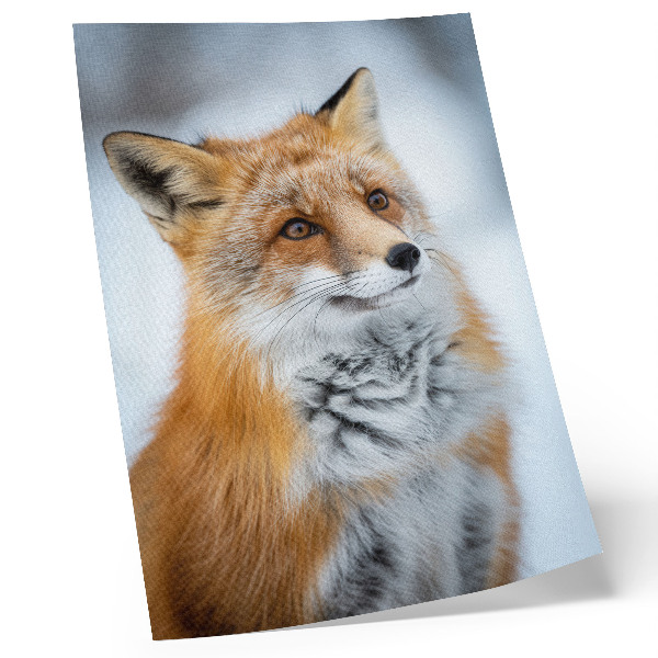 Poster Porträt eines fröhlichen Fuchses in winterlicher Umgebung