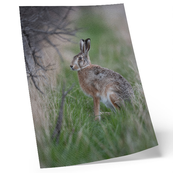 Kunstdruck leinwand Ein Hase im Gras, umgeben von Ästen und Grünzeug