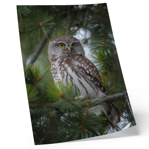 Kunstdruck leinwand Eule auf einem Kiefernzweig, Naturfrieden, Harmonie