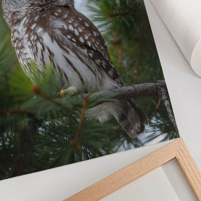 Kunstdruck leinwand Eule auf einem Kiefernzweig, Naturfrieden, Harmonie