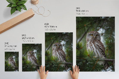 Kunstdruck leinwand Eule auf einem Kiefernzweig, Naturfrieden, Harmonie
