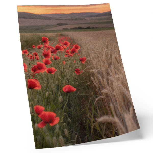 Wandposter Mohnblumen im Sonnenuntergang – harmonische Farben der Natur
