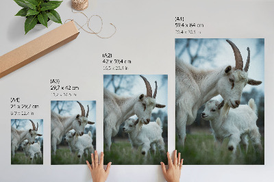 Poster Ziegen vor der Kulisse der Natur, voller Frieden und Harmonie