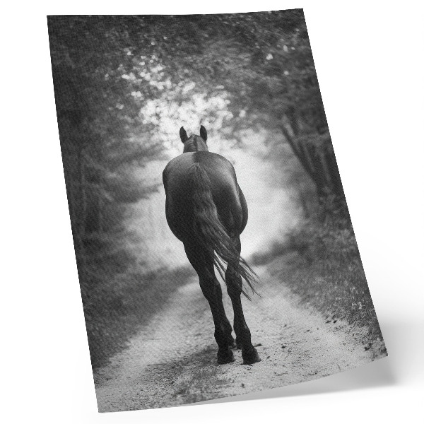 Kunstdruck leinwand Schwarz-weißes Pferd im Wald – Fotografie