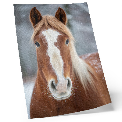 Poster Pferdeporträt Winterfrieden Natürlichkeit Harmonie