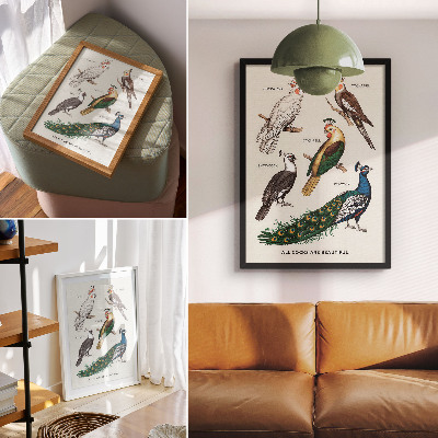 Kunstdruck leinwand Elegante Vögel, Federn, vielfältige Farben