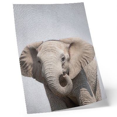 Poster Ein junger Elefant vor hellem Hintergrund