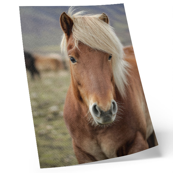 Poster Helle Mähne, braunes Fell, Islandpferd