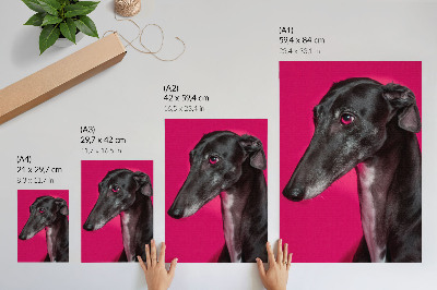 Kunstdruck leinwand Ein schwarz-weißer Hund vor einem leuchtend pinkfarbenen Hintergrund
