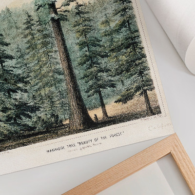 Kunstdruck leinwand Wellingtonia, ein riesiger Baum, der den umliegenden Wald überragt, mit einem Mann an seinem Fuß
