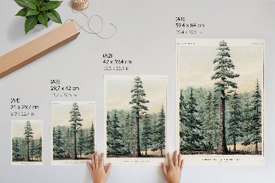 Kunstdruck leinwand Wellingtonia, ein riesiger Baum, der den umliegenden Wald überragt, mit einem Mann an seinem Fuß