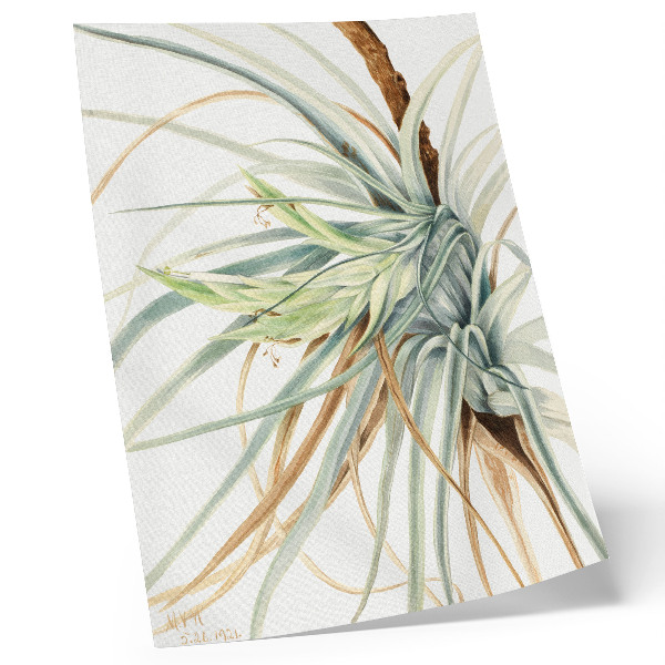 Poster Wilde Ananas (Tillandsia fasciculata) (1921) von Mary Vaux Walcott