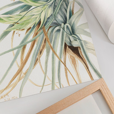 Poster Wilde Ananas (Tillandsia fasciculata) (1921) von Mary Vaux Walcott