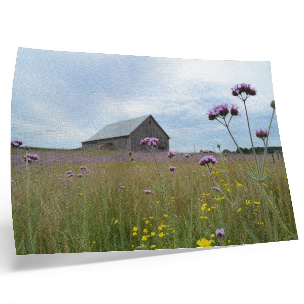 Poster kunstdruck Wiese mit lila und gelben Blumen auf einer ländlichen Scheune