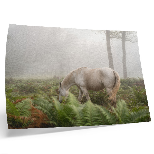 Poster kunstdruck Ein Pferd vor dem Hintergrund von Farnen in einem nebligen Wald