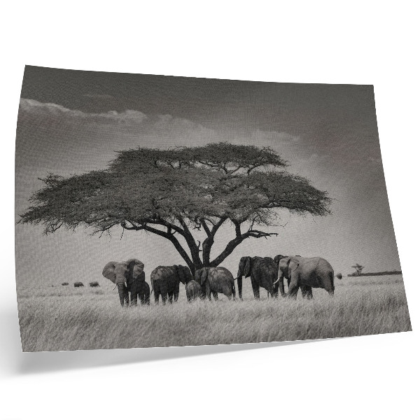 Kunstdruck poster Elefanten unter einem Baum in der afrikanischen Savanne