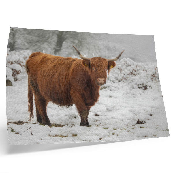 Kunstdruck poster Schottische Kuh in einer verschneiten Landschaft