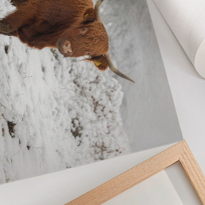 Kunstdruck poster Schottische Kuh in einer verschneiten Landschaft