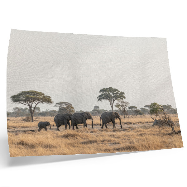 Poster kunstdruck Elefanten in der afrikanischen Savanne zwischen den Bäumen