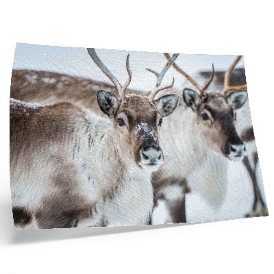 Poster kunstdruck Rentiere mit natürlichem Geweih – Harmonie in der Winterlandschaft