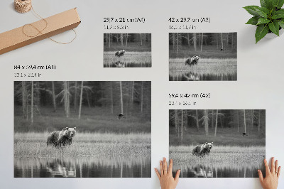 Poster kunstdruck Bär am Wasser, Schwarz-Weiß-Atmosphäre