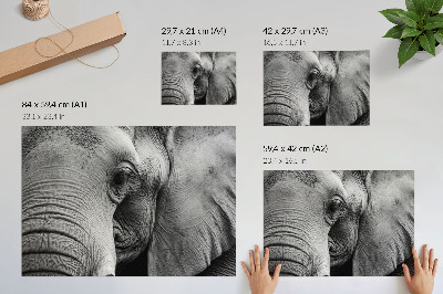 Poster kunstdruck Monochrome Elefantendetails Minimalismus Eleganz