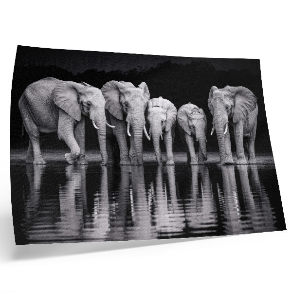 Poster kunstdruck Elefanten am Wasser, friedliche Harmonie und Spiegelung