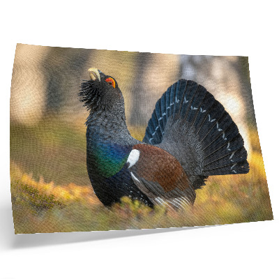 Kunstdruck poster Wunderschöner Vogel im Wald, mit ausgebreitetem Schwanz, Farbe