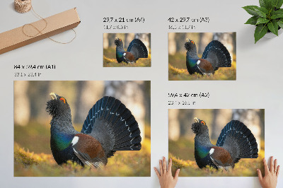 Kunstdruck poster Wunderschöner Vogel im Wald, mit ausgebreitetem Schwanz, Farbe