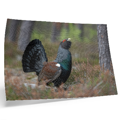 Poster kunstdruck Vogelfarben, Wald, Natur, friedliche Atmosphäre