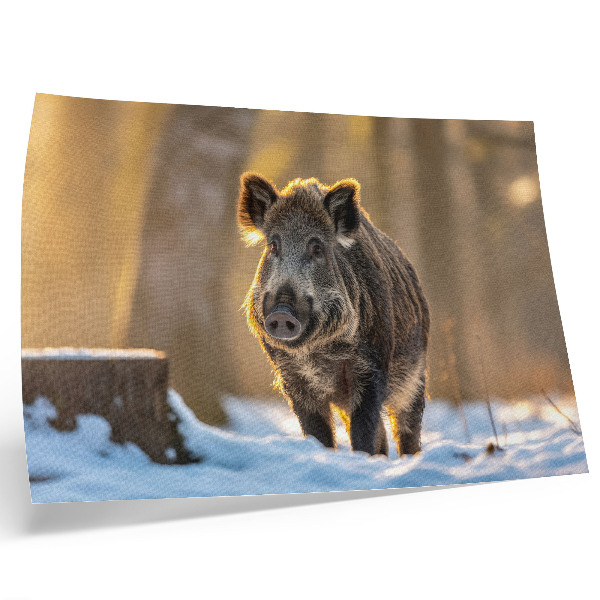 Poster Ein Wildschwein vor winterlicher Kulisse, umgeben von Sonnenlicht