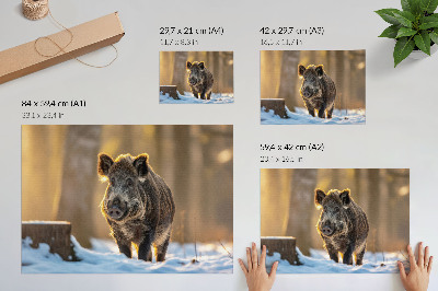 Poster Ein Wildschwein vor winterlicher Kulisse, umgeben von Sonnenlicht