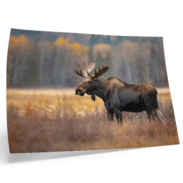 Poster Elch, Herbstlandschaft, Harmonie, Wildnis, Natur