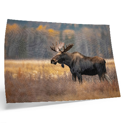 Poster Elch, Herbstlandschaft, Harmonie, Wildnis, Natur