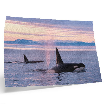 Kunstdruck poster Schwertwale vor einer pastellfarbenen Meereslandschaft