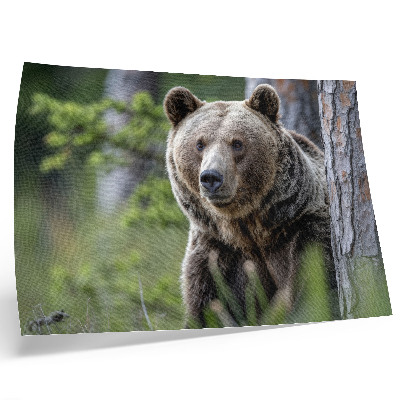 Kunstdruck poster Ein Bär im Wald voller natürlichem Charme