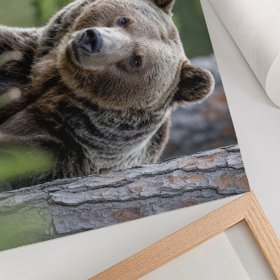 Kunstdruck poster Ein Bär im Wald voller natürlichem Charme