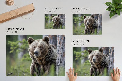 Kunstdruck poster Ein Bär im Wald voller natürlichem Charme