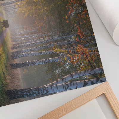 Poster kunstdruck Symmetrische Birken, nebliges Licht, Herbstallee