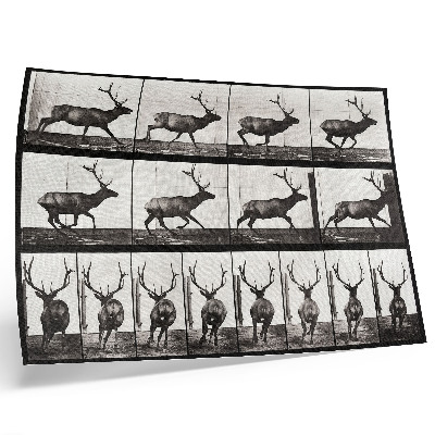 Poster kunstdruck Tierische Fortbewegung, Tafel Nr. 695 (1887), Fotografie von Eadweard Muybridge
