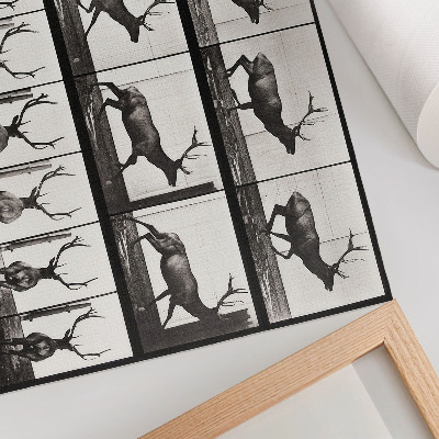 Poster kunstdruck Tierische Fortbewegung, Tafel Nr. 695 (1887), Fotografie von Eadweard Muybridge