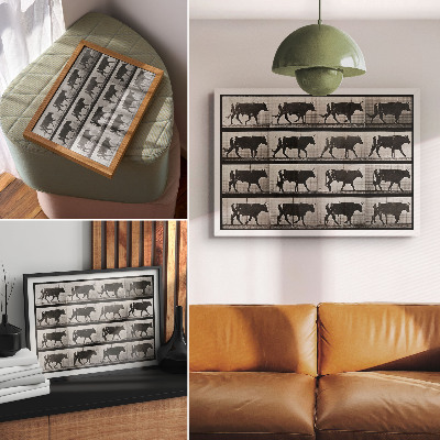 Kunstdruck poster Ein marschierender Stier. Fototyp nach Eadweard Muybridge, 1887
