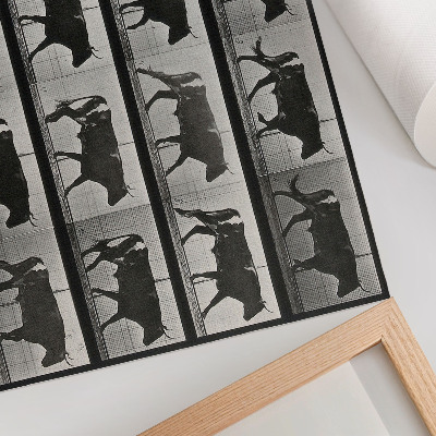 Kunstdruck poster Ein marschierender Stier. Fototyp nach Eadweard Muybridge, 1887