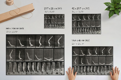 Poster Ein Mann, der aus der Rückenlage auf den Händen steht. Fototyp nach Eadweard Muybridge, 1887.