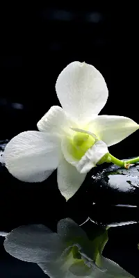 Fensterrollo mit dem Design Orchideen und Eleganz