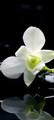 Fensterrollo mit dem Design Orchideen und Eleganz